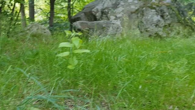 Cantharellus cibarius. Kantarell. Rebozuelo. Sweden. смотреть онлайн
