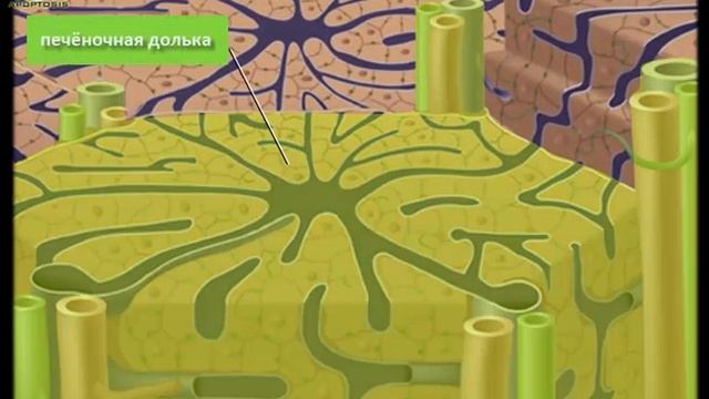 Печень(анатомическое строение и основные функции) смотреть онлайн