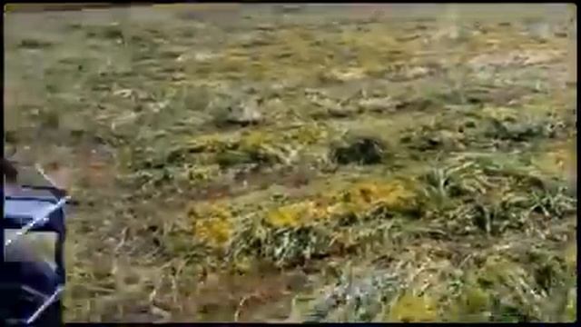 Косим траву на ЗИМ-350 конской косаркой (Created with @Mag смотреть онлайн