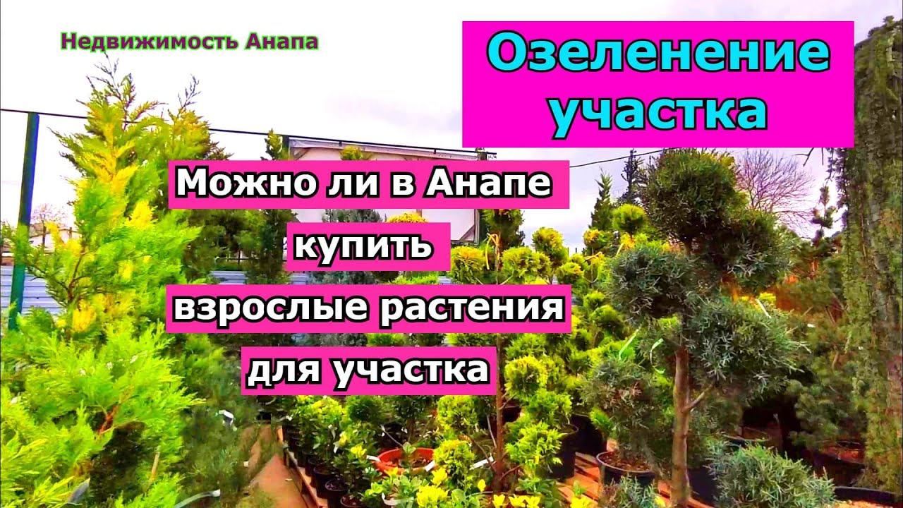 Можно в Анапе купить взрослые растения для участка?/Озеленение участка/Недвижимость Анапа/Анапа дома смотреть онлайн