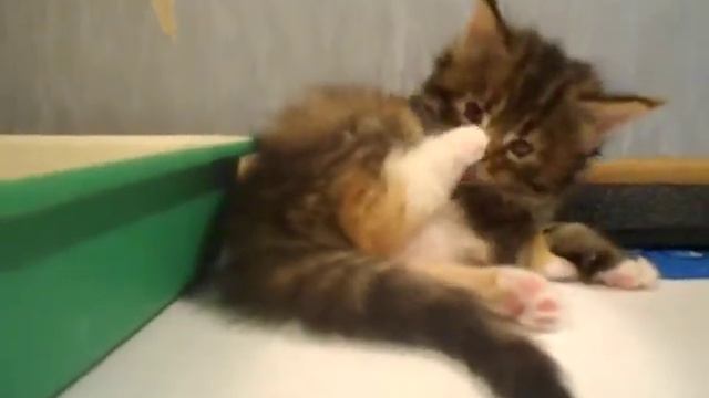 Beekem Noor 1mоnth. Cattery Allabrys. Питомник мейн кунов Аллабрыс. Котята смотреть онлайн