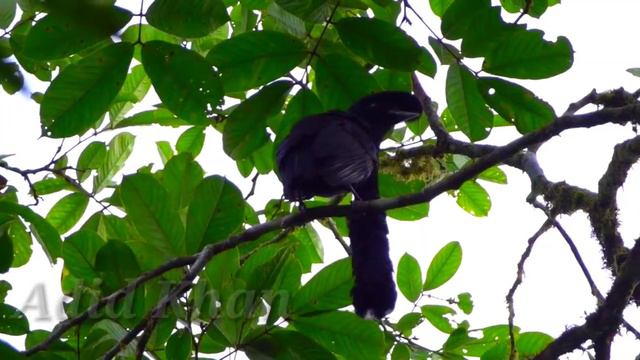 Umbrella Bird | Long Wattled Umbrella Bird Flying | Most Unique Amazing Bird Video
