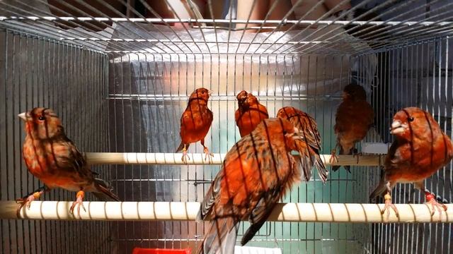 Канарейки чёрно-красные 2016г. Солнечные ванны. смотреть онлайн