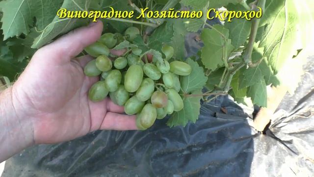 Урожай 2022. Олимп смотреть онлайн