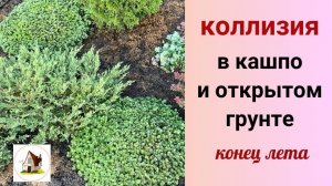 Каллизия конец лета. В кашпо и грунте.