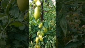 Томат Позано f1 2020г.