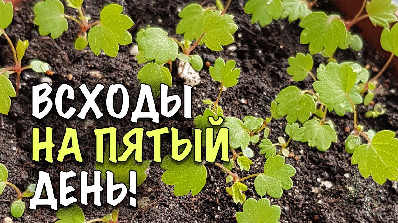 ВСХОДЫ на ПЯТЫЙ ДЕНЬ! Сею ЗЕМЛЯНИКУ ТОЛЬКО ТАК! смотреть онлайн