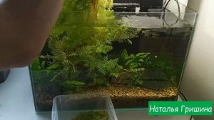 Индийский папоротник - рекордсмен по скорости роста