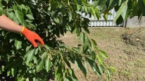 Обрезка черешни летом | Летняя обрезка черешни | Когда обрезать черешню?