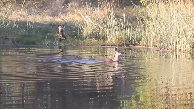 Komodo vs Python Survival Battle - Wild Dogs and Crocodile Siege Catches Kudu смотреть онлайн
