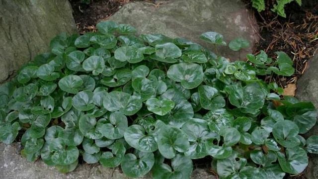 Азарум (Копытень) - травянистое растение семейства Кирказоновые смотреть онлайн