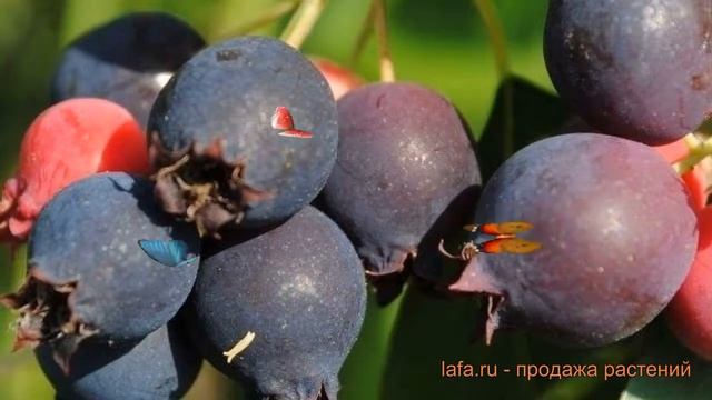 Ирга обыкновенная Красноярская (honebi) ? обзор: как сажать, саженцы ирги Красноярская смотреть онлайн