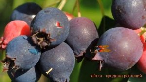 Ирга обыкновенная Красноярская (honebi) ? обзор: как сажать, саженцы ирги Красноярская