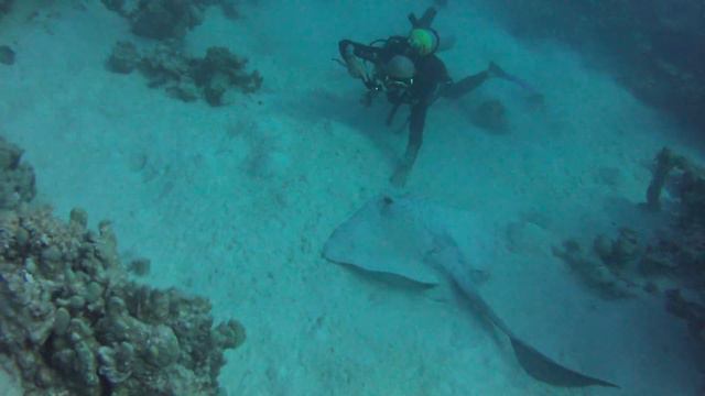 встреча со скатом смотреть онлайн