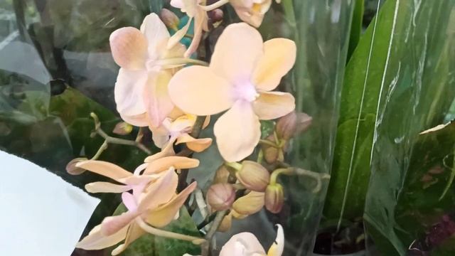 Шикарный завоз орхидей фаленопсис,осенняя песня, редкие красотки. Оптовая база, пер. Промышленный 4 смотреть онлайн