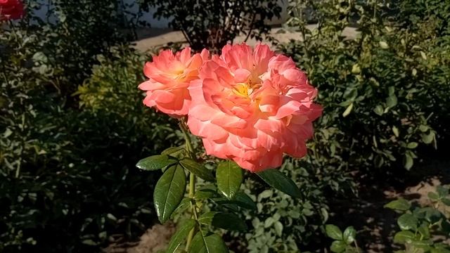 Последнее посещение Черниговских святынь. 24.09.2023 смотреть онлайн