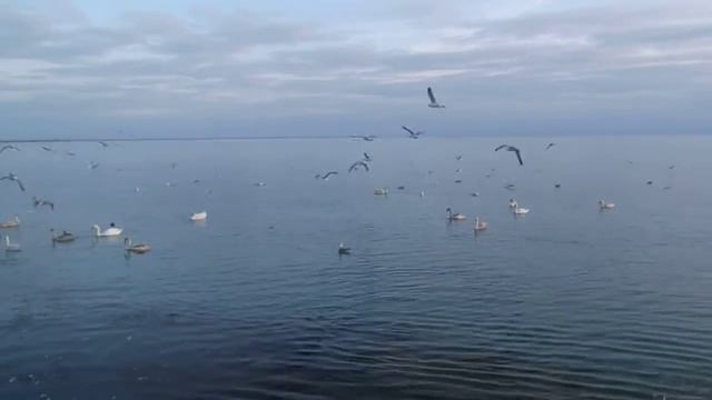 Евпатория. Чайки над морской гладью. смотреть онлайн