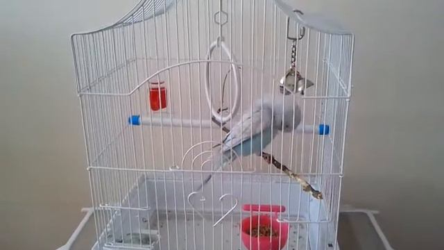 Попугай Гоша, 2 месяца смотреть онлайн