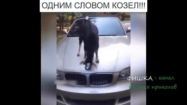 Козел ломает дорогую машину. Goat breaks an expensive car. смотреть онлайн