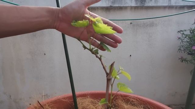 Growing grapes in pots from cutting until harvest in 240 days | Growing grapes in tropical country. смотреть онлайн