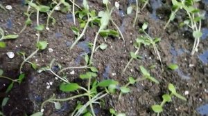 Пикирую львиный зев!