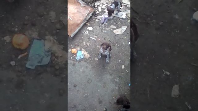 Щенки курцхаара "Посадил в ящик на 10 минут" смотреть онлайн