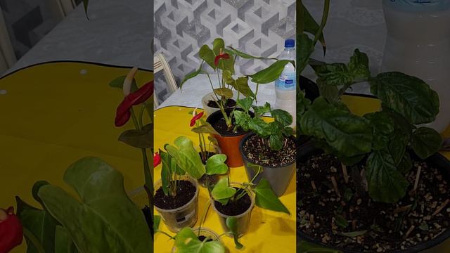 N⁰-260. Гулларга тушган хашоратларни йукотиш учун дори... смотреть онлайн