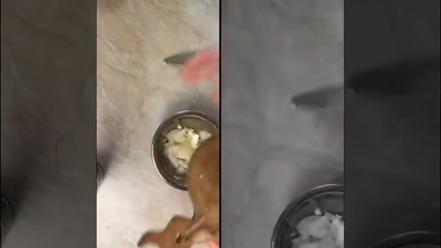 Пирог с курицей и брокколи смотреть онлайн