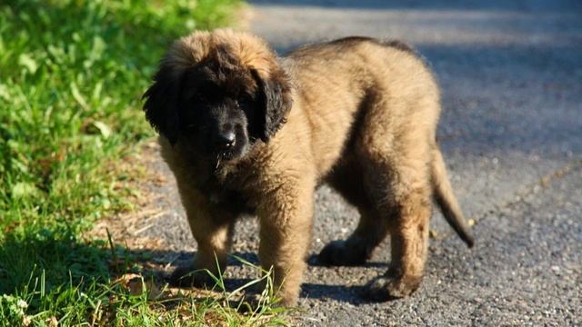 Leonberger - TOP 10 Interesting Facts смотреть онлайн