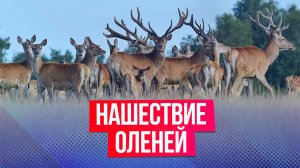 Нашествие оленей произошло в штате Колорадо