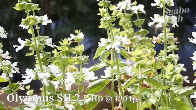 Bee at 120fps - Olympus SH-2 camera смотреть онлайн