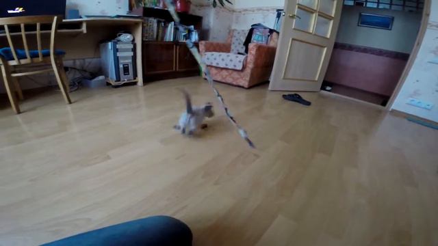 Рысик, наш непоседливый кот! смотреть онлайн