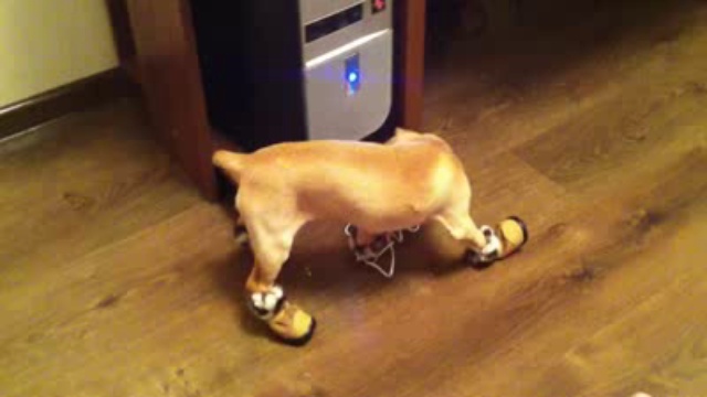 Пёс в ботинках смотреть онлайн