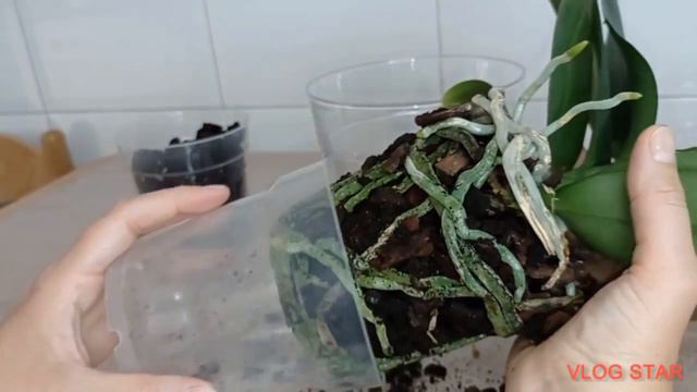 MI ORQUÍDEA HA SUFRIDO UN ACCIDENTE 😱 смотреть онлайн