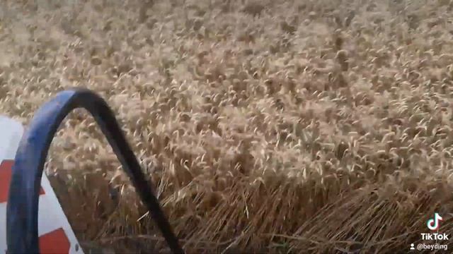 Вектор 410, уборка озимой пшеницы. смотреть онлайн