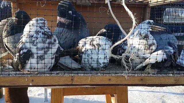 Ярмарка голубей тольятти 12.03.2022г смотреть онлайн