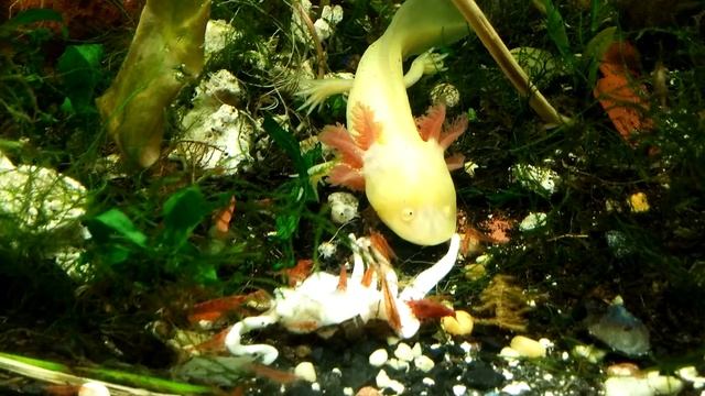 Albino axolotl смотреть онлайн