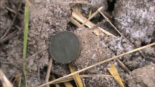 Зимовий коп з Garrett ACE 350 з NEL Thunder смотреть онлайн