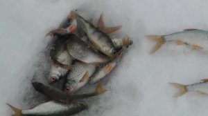 ЗАРЫБЛЕНИЕ ПРУДА ПОДЛЕЩИКОМ И ОЧЕРЕДНАЯ РЫБАЛКА.