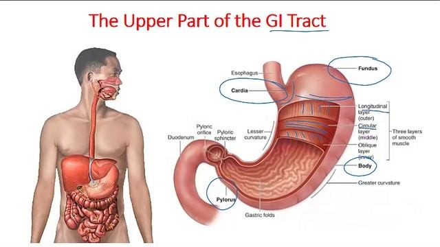 Digestive System Anatomy And Physiology | Digestive System Lecture 1