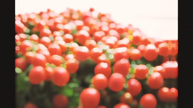 Когда покупала в OBI с родителями кактусы и другие растения не устояла перед нертерой😍🪴🍄 смотреть онлайн