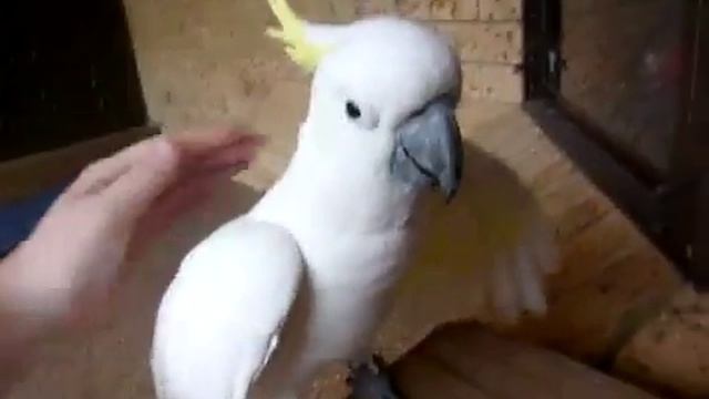 какаду гавкает смотреть онлайн