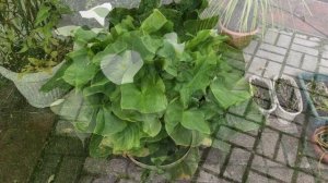 Калла эфиопская  Опыт выращивания и цветения!!