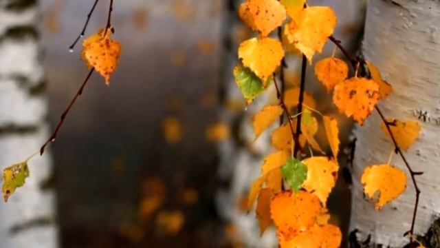 Березовый рай смотреть онлайн