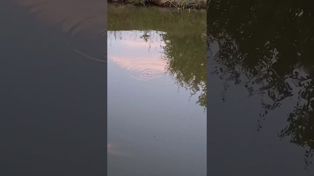 Отличный клёв.Ловим вместе с вами.Рыбалка 2022.#клёв #ловим_рыбу #пораловитьрыбу смотреть онлайн