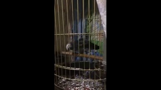 Попугай Жако Гера смотреть онлайн