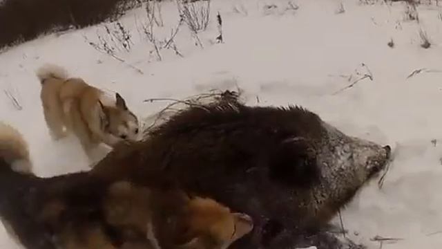 Охота на кабан с лайками смотреть онлайн