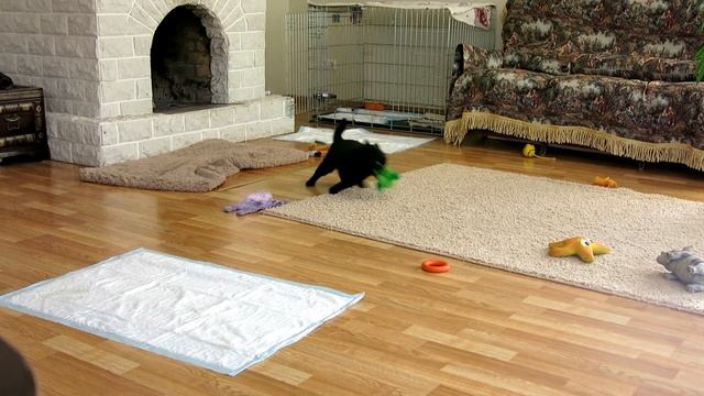 Шипперке. смотреть онлайн