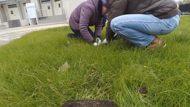 Посадка деревьев на Каширке глазами лопаты смотреть онлайн