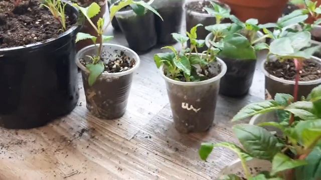 ПЕРЕСАДКА ЧЕРЕНКОВ ФУКСИИ. смотреть онлайн